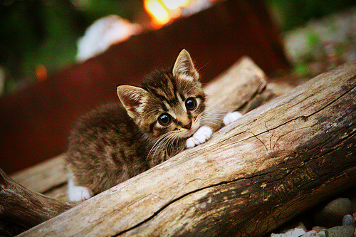 全国青少年“绿色运动”环保篮球赛在南昌火热举行，倡导可持续发展