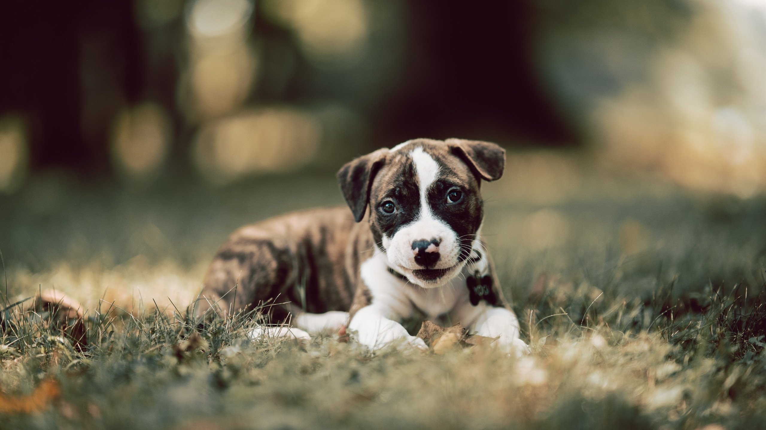 明星对决:张伟全场狂砍32分,表现亮眼!,明星看张伟丽比赛