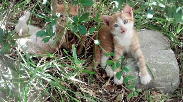 九游网游官网-瓦伦西亚凭借团队合作赢得宝贵三分，瓦伦西亚贴吧