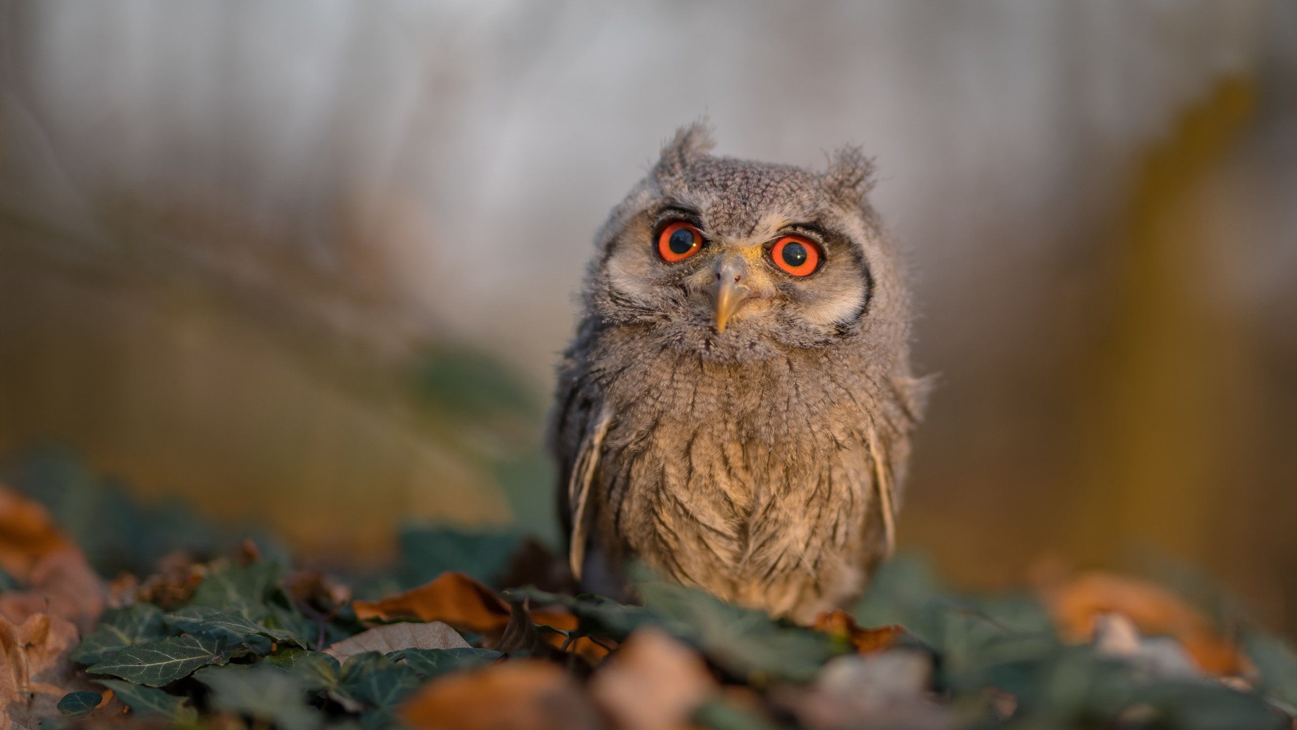 中超联赛的商业化运作模式，中超商业价值