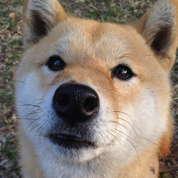 九游网页版官网入口-克里斯蒂亚诺莫拉塞冷 酬劳喜快欧预赛冠军，克里斯蒂亚诺是谁