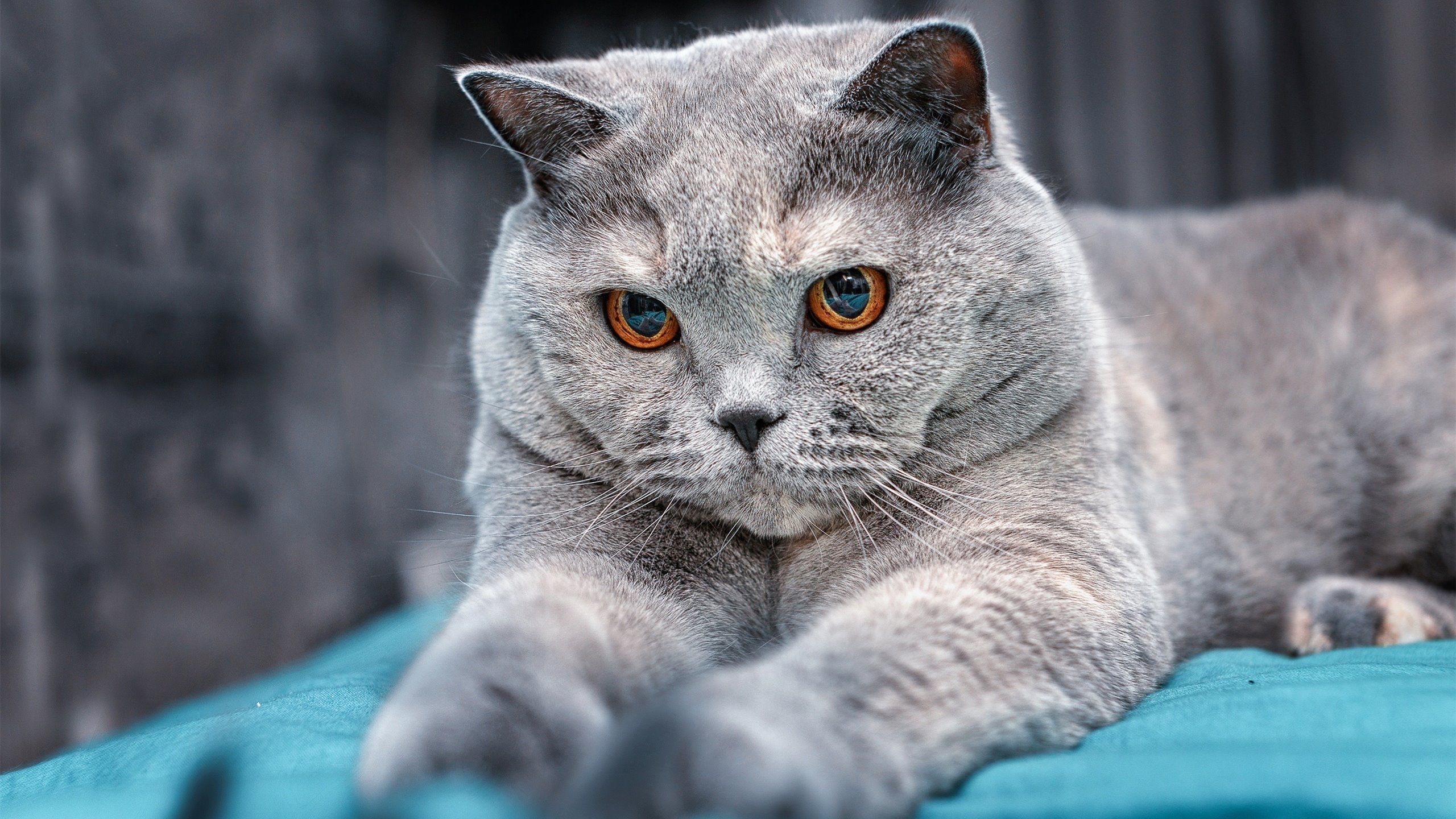 九游网游官网-悉尼国王替补阵容贡献稳定，悉尼国王vs坎斯大班