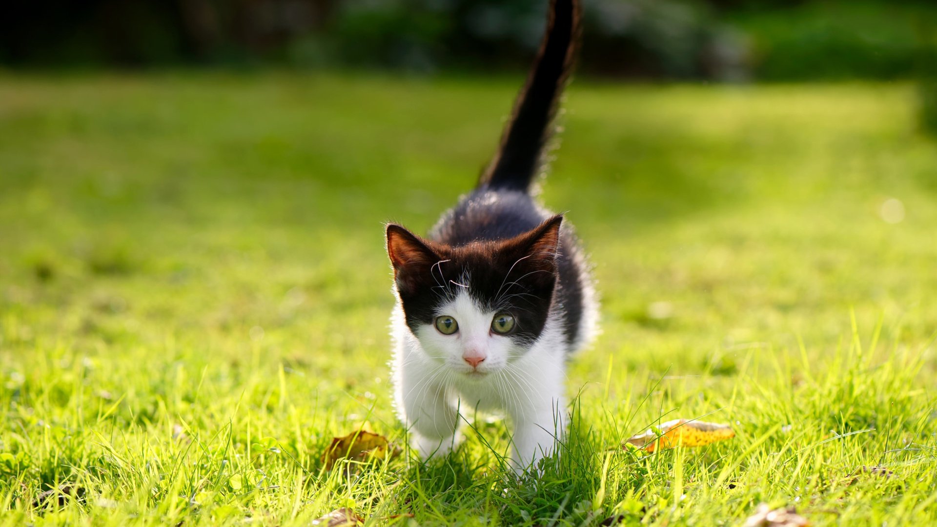 九游app下载中心-悉尼国王比赛节奏掌控出色，悉尼国王队球员名单