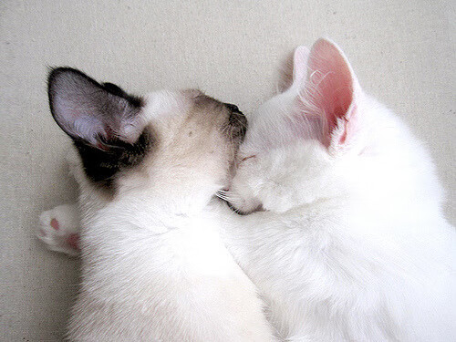 意甲球员荣获本赛季最佳射手称号，意甲最佳射手2020