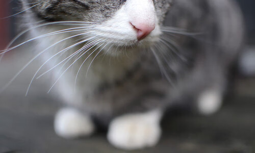 曼谷华机队球员合力斩获胜利,晋级前景广阔,曼谷机场扩建