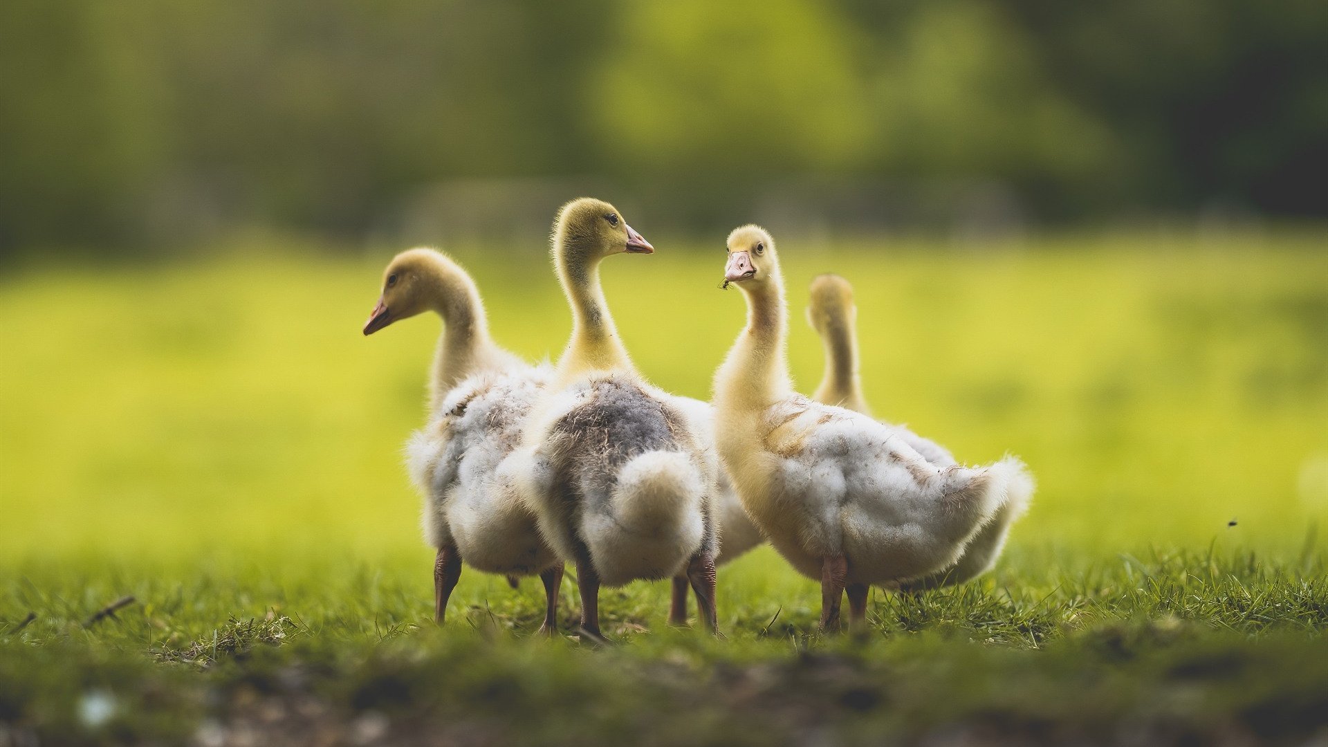 皇马后卫状态回升,防线整体表现稳定,皇马的后防线阵容