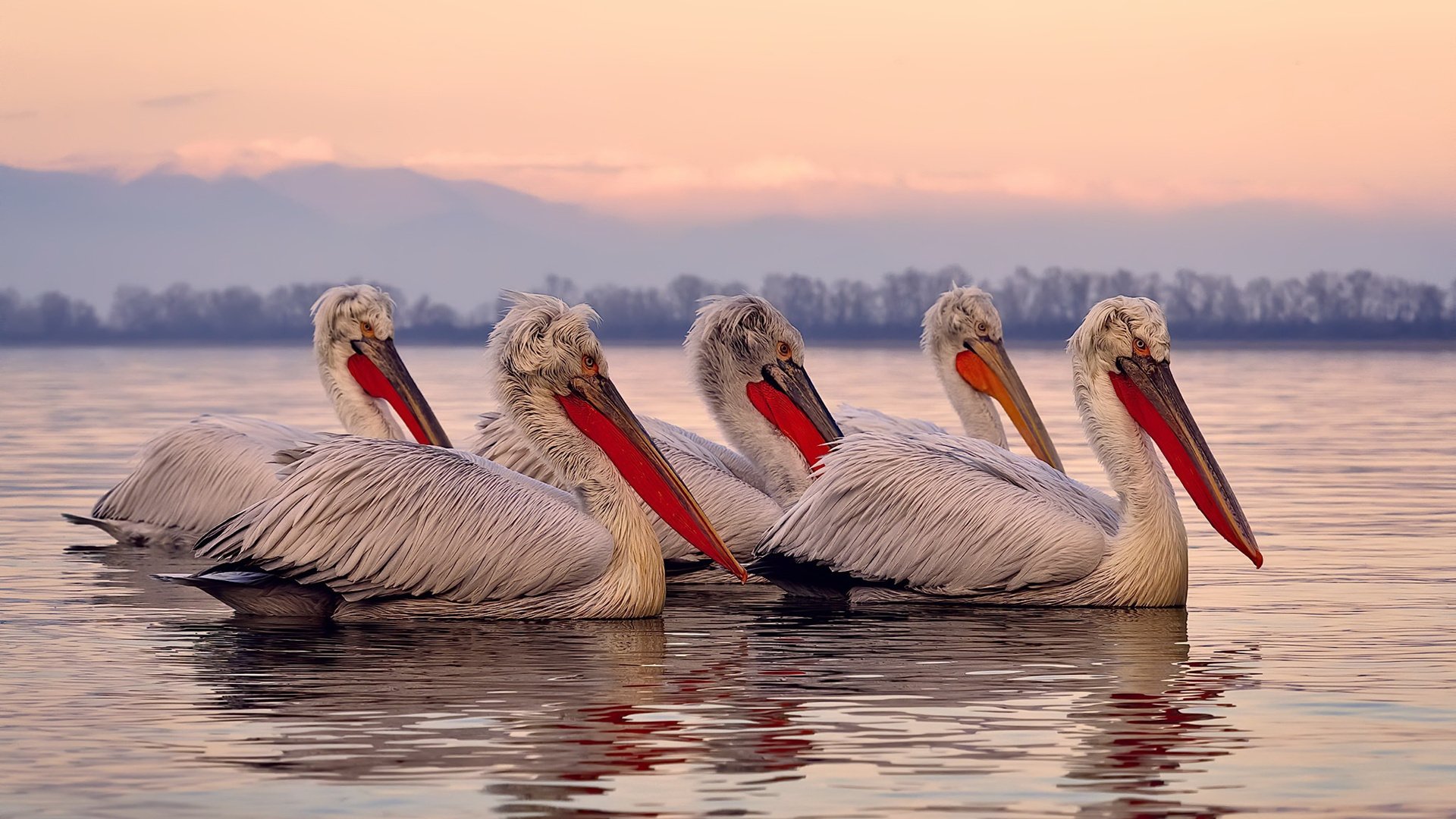 罗马主场-大胜莱切，豪取胜利，罗马主场在哪