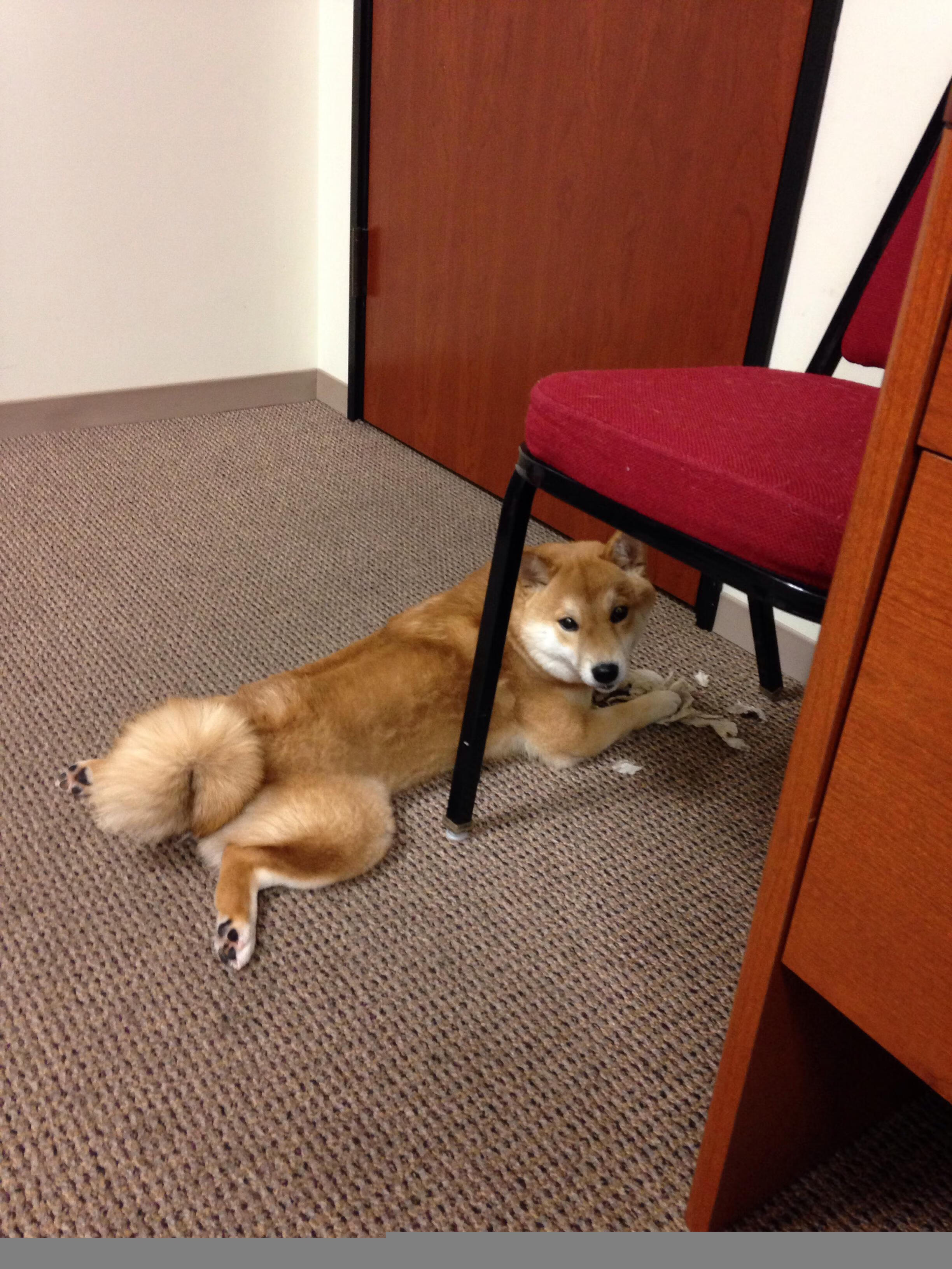 罗马主场-大胜莱切，豪取胜利，罗马主场在哪