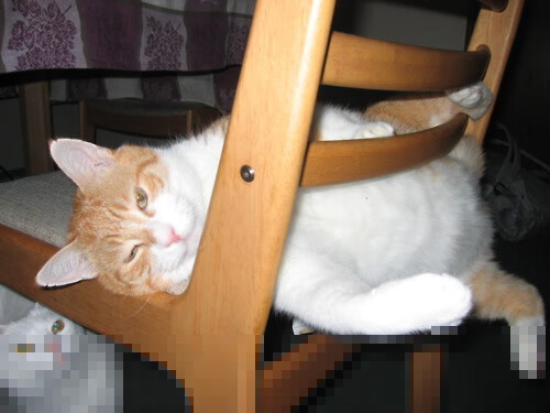 九游正版入口-联盟是否应将球员历史成就纳入城市展览，nba联盟成员