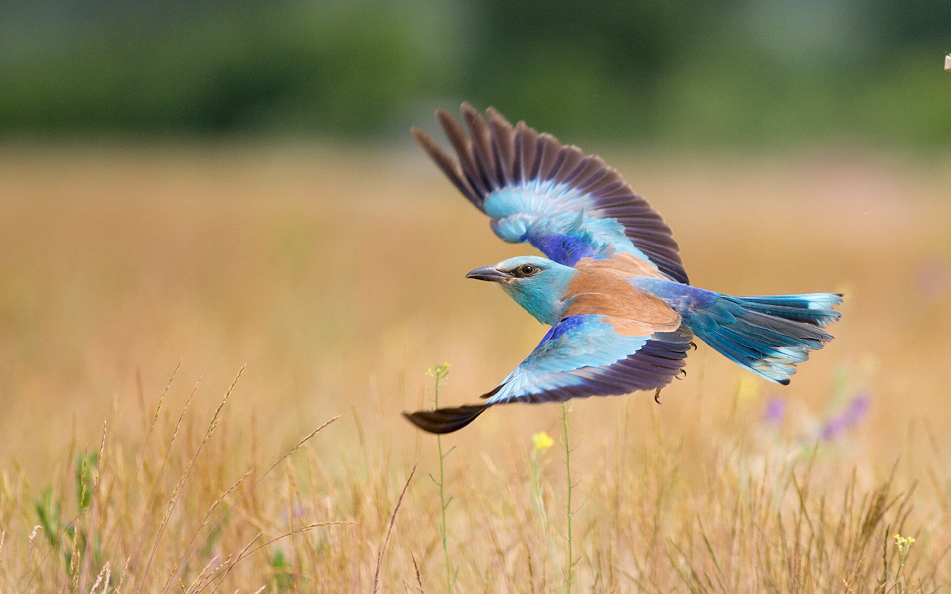 九游网页版入口-首尔SK骑士球员配合默契提升，首尔sk骑士直播