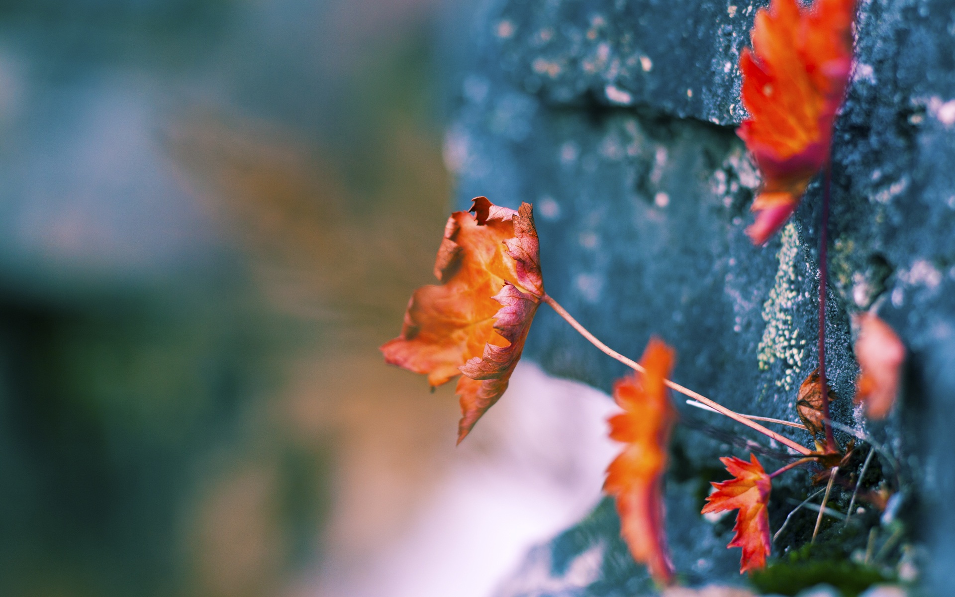 黄蜂球队进攻端表现更加稳定，黄蜂球队进攻端表现更加稳定的原因