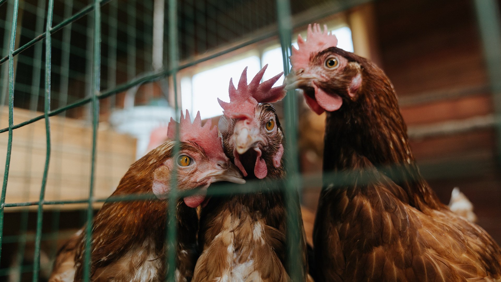 阿丽丝·达马托在体操平衡木项目中夺金