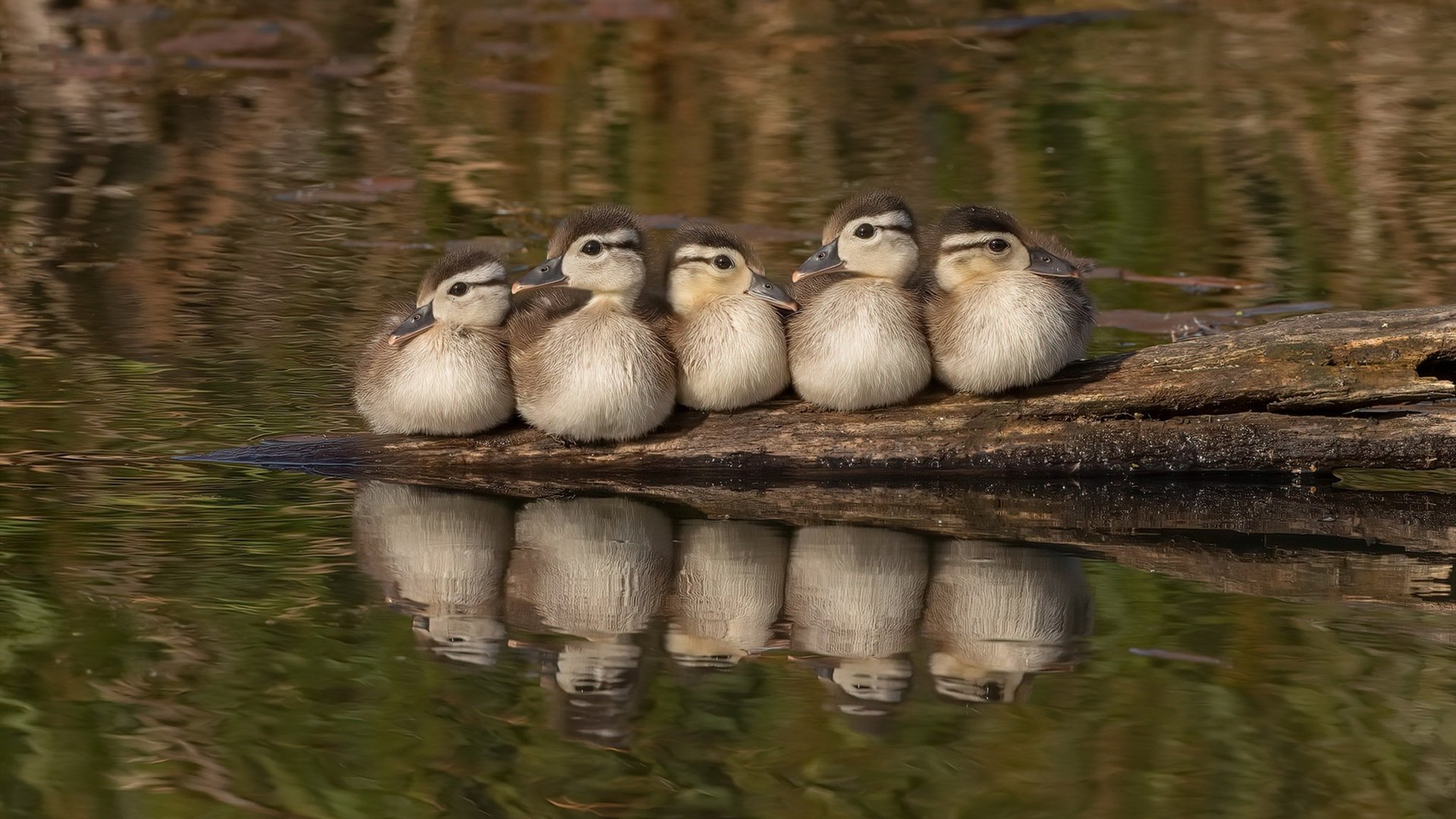 体育赛事品牌价值评估,体育赛事品牌价值评估方法