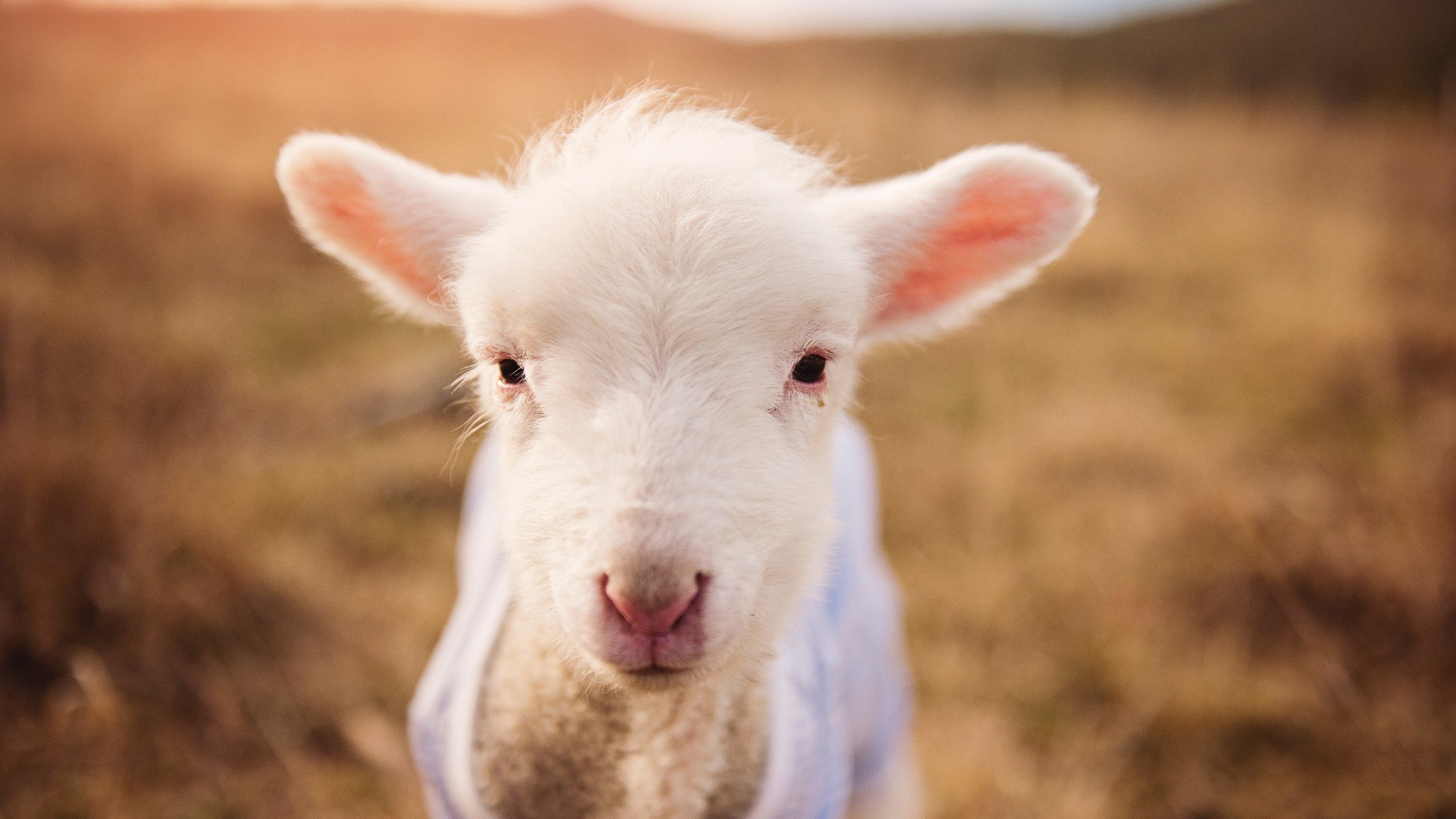 国足队员比赛参与度数据评估，国足比赛统计