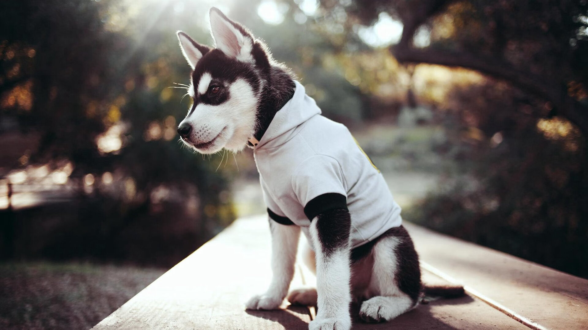 未来球星:青训基地培养出的足球天才,未来足坛新星