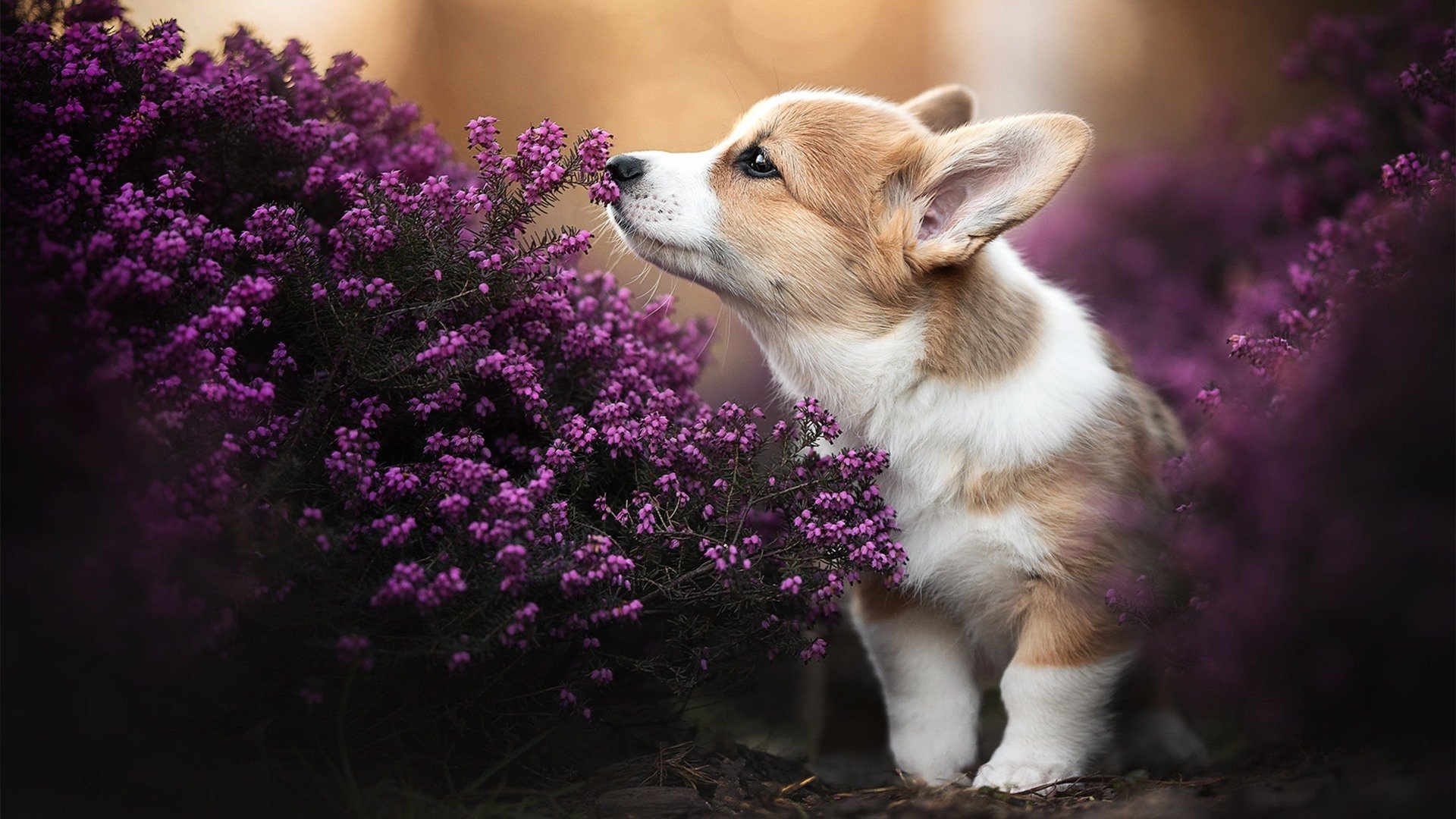 篮球运动员训练营管理体系设计与运营机制研究，篮球训练营的管理