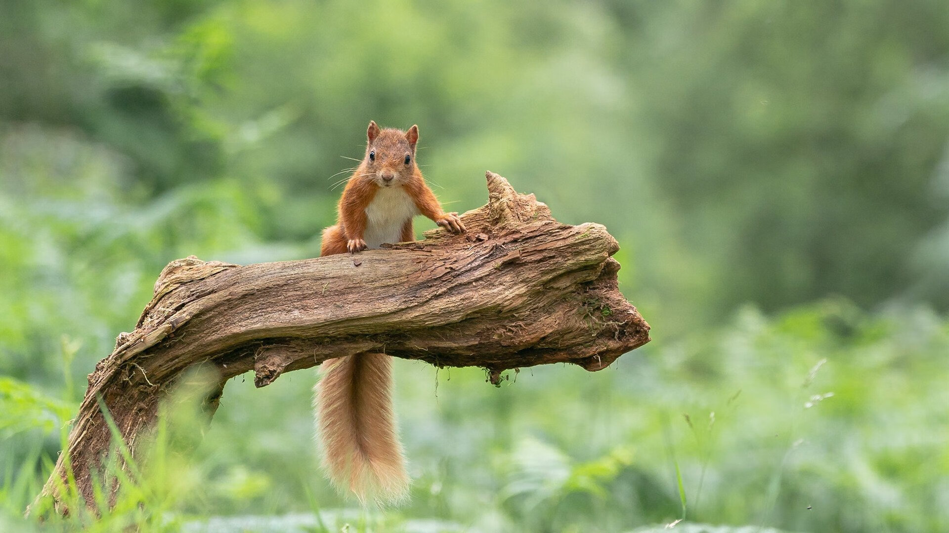 九游APP官网-“从青训到国际舞台：萨尔·巴赫的进阶之路”