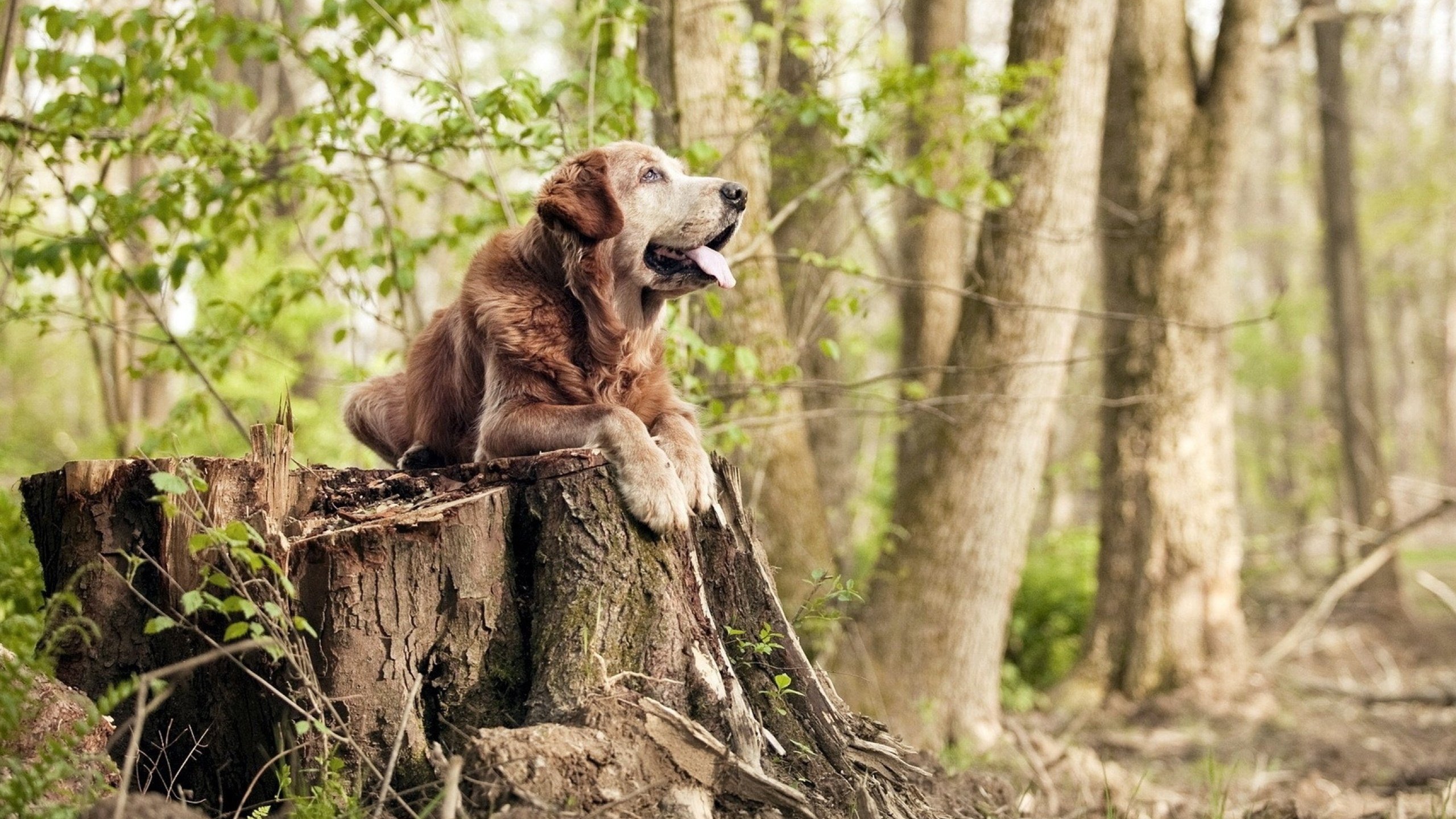 “从青训到国际舞台：萨尔·巴赫的进阶之路”