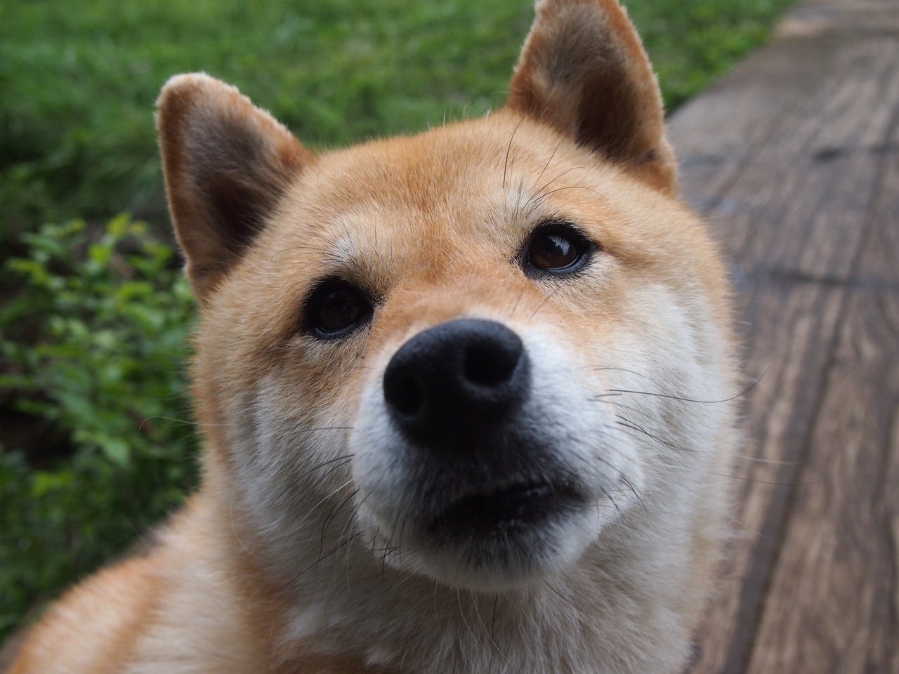 美洲杯激情澎湃:明星表现扣人心弦,美洲杯现场观众